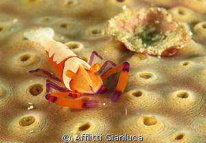 pereclimenes imperator by Afflitti Gianluca 